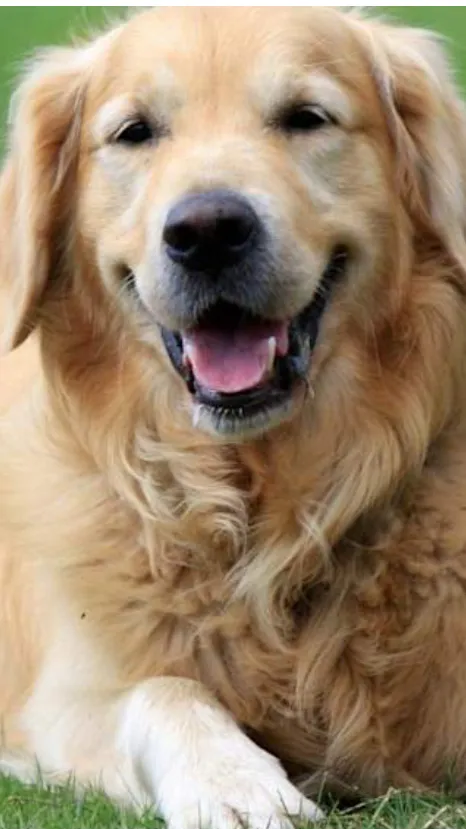 ai character: Max background