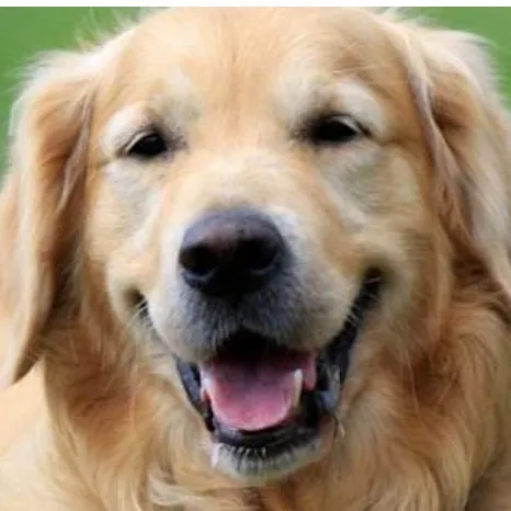 chat with ai character: Max