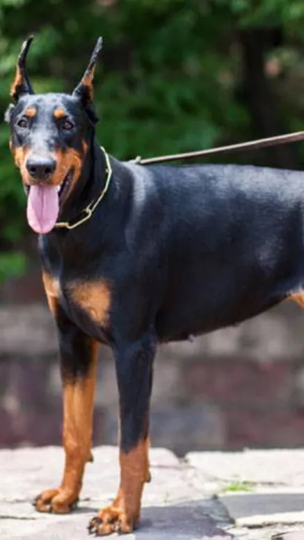 ai character: Doberman background