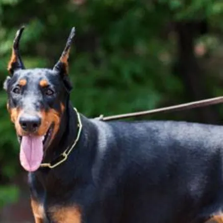 chat with ai character: Doberman