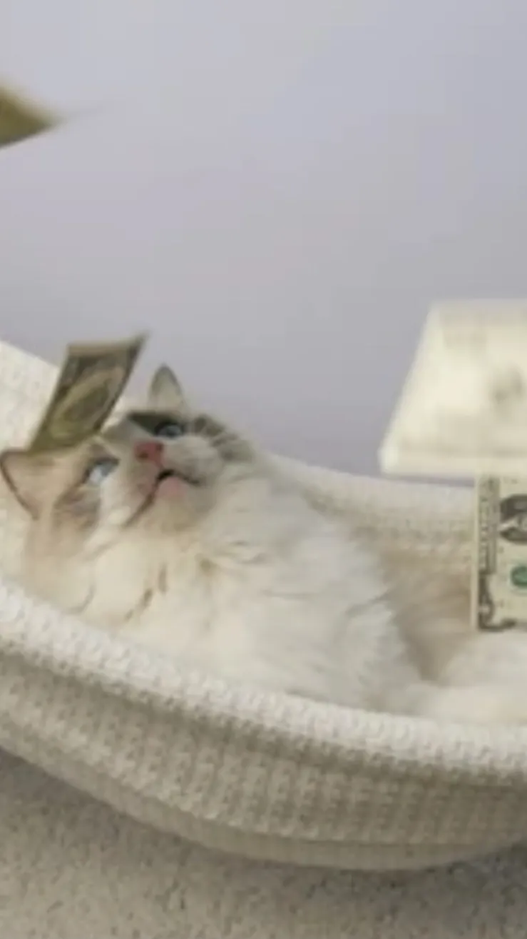 ai character: Cat background