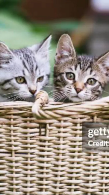 ai character: Hake and coco background