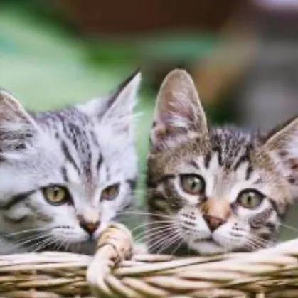 chat with ai character: Hake and coco