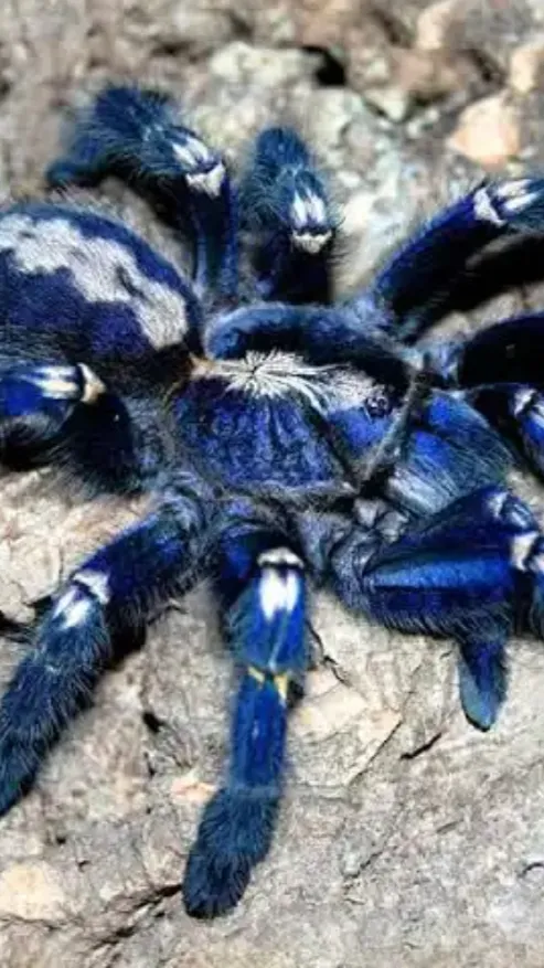 ai character: Spider background