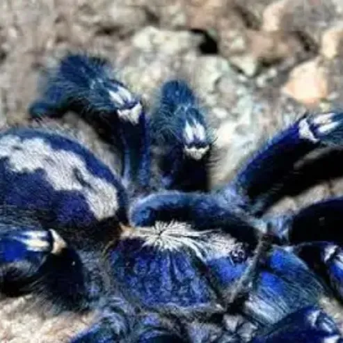 chat with ai character: Spider