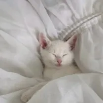 chat with ai character: Your cute kitty