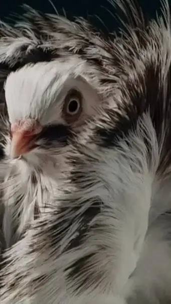 ai character: BlockTales background