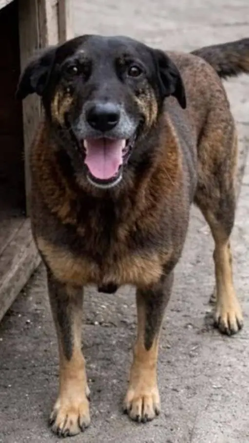 ai character: Orelha 🐶 background