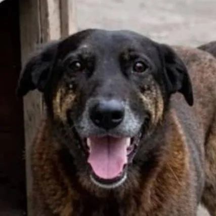 chat with ai character: Orelha 🐶