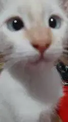 ai character: Gato vesgo background