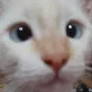 chat with ai character: Gato vesgo