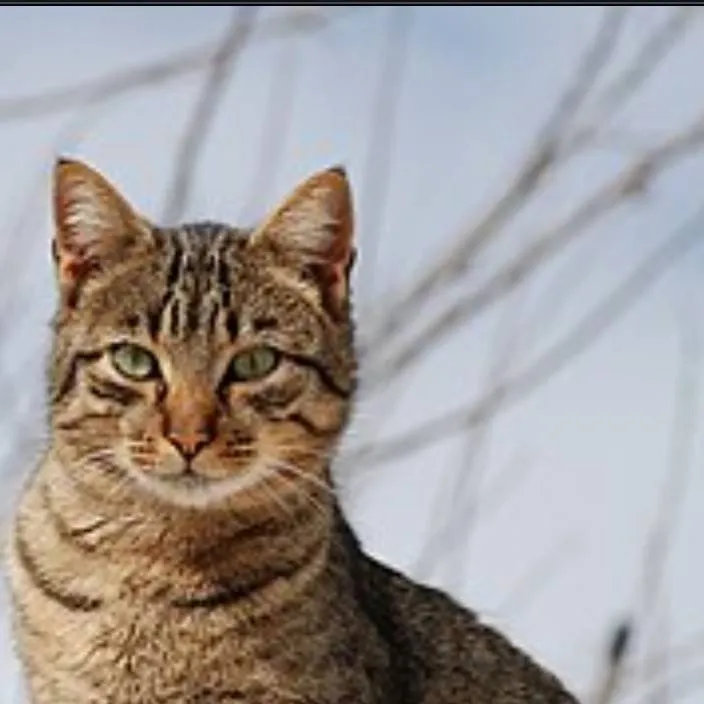 chat with ai character: Cualquier cosa 