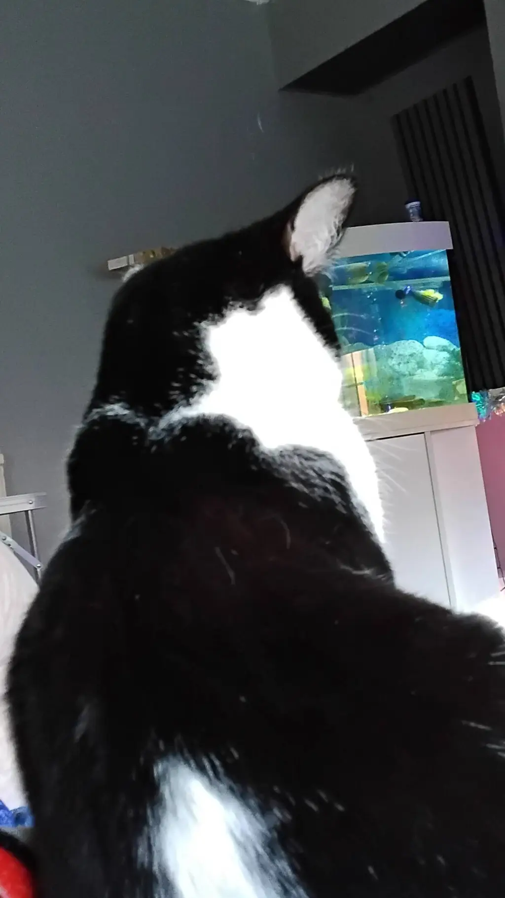 Talkie AI - Chat with Pablo The Cat