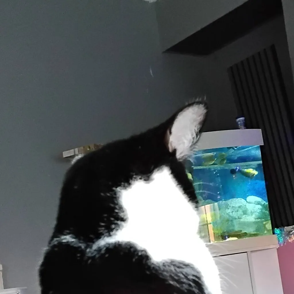 chat with ai character: Pablo The Cat