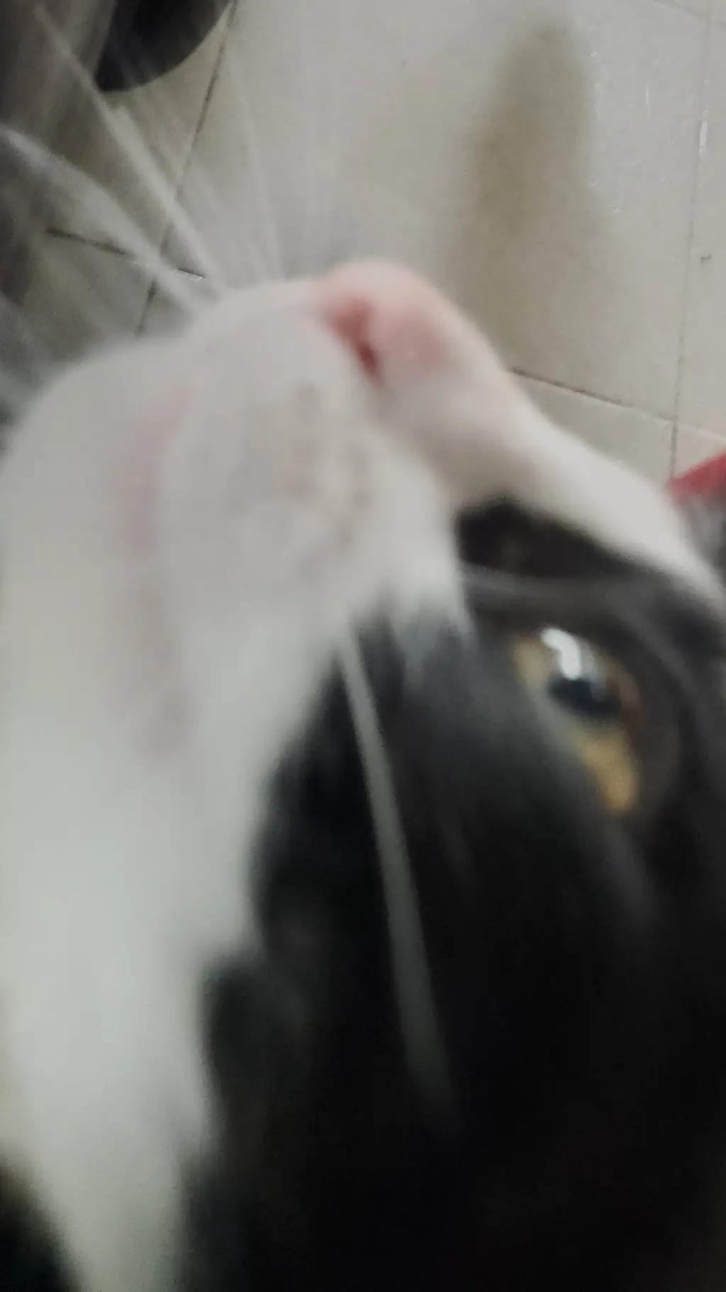 ai character: tu un gatito  background