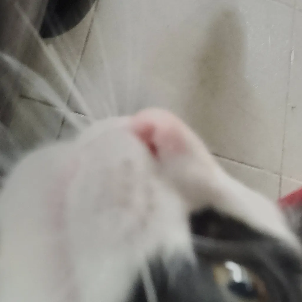 chat with ai character: tu un gatito 