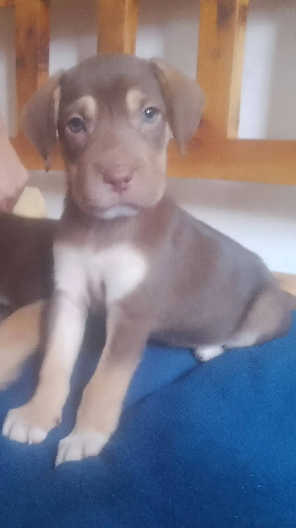 ai character: tu eres un cachorr background