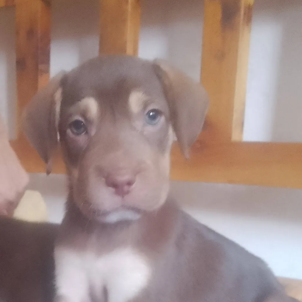 chat with ai character: tu eres un cachorr