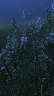 Talkie AI - Chat with Mha loves you!!! 