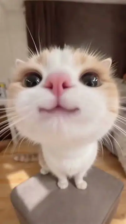 ai character: ✨Kayla✨ background