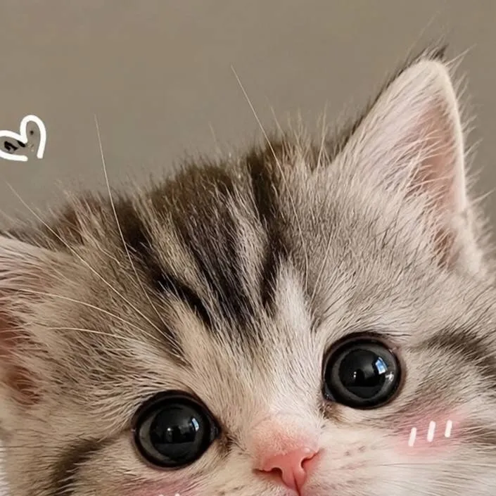 chat with ai character: Cute cat 