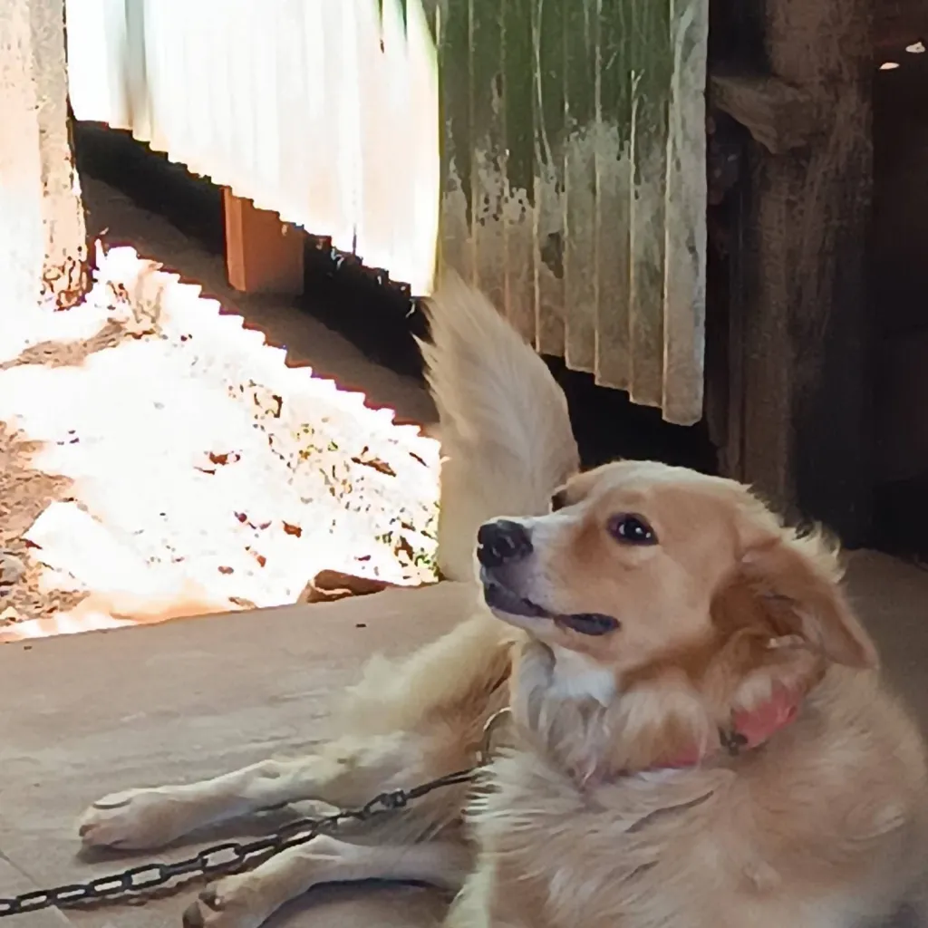 chat with ai character: tú perro 