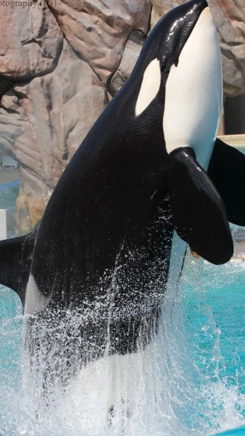 ai character: Seaworld San Diego background