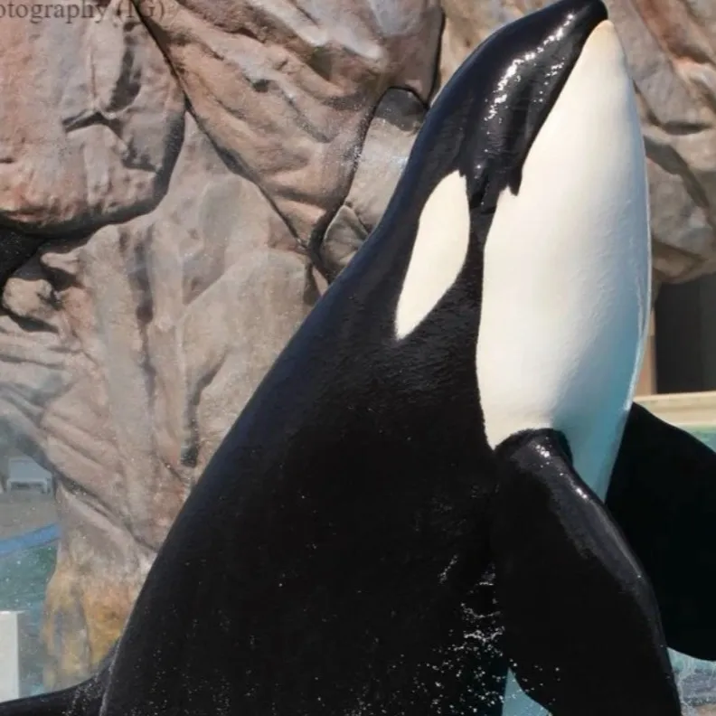 chat with ai character: Seaworld San Diego