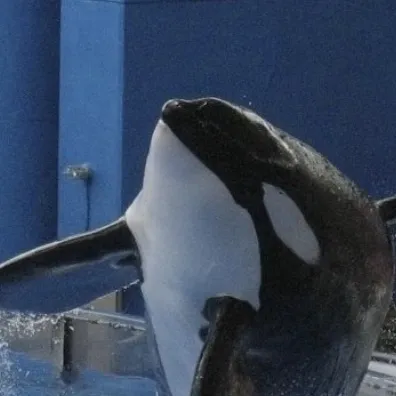 chat with ai character: Seaworld Orlando!