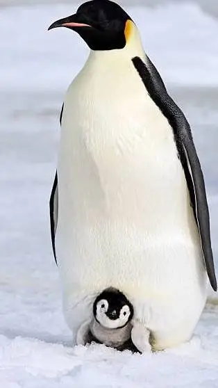 ai character: Antarctica background