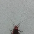 chat with ai character: cockroach