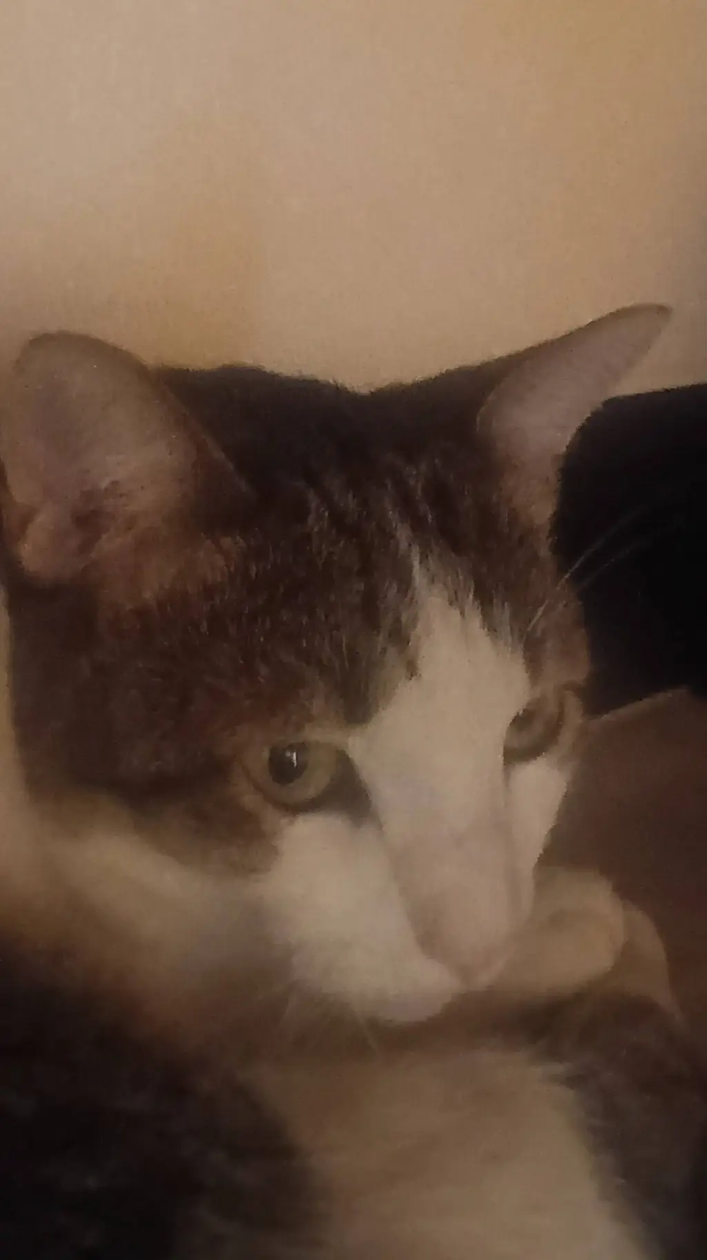 ai character: my cat :p background