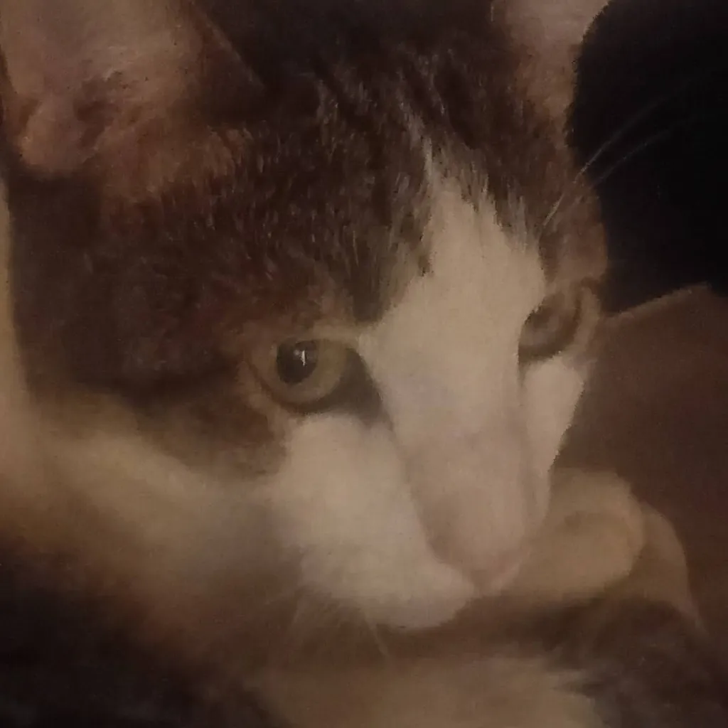 chat with ai character: my cat :p