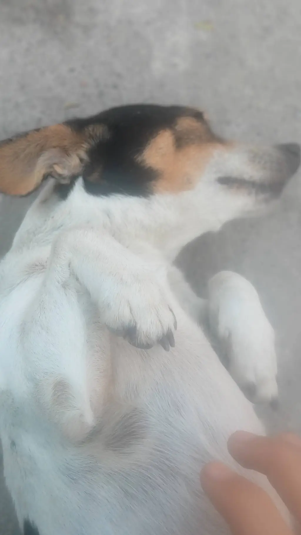 ai character: Perro te obliga background