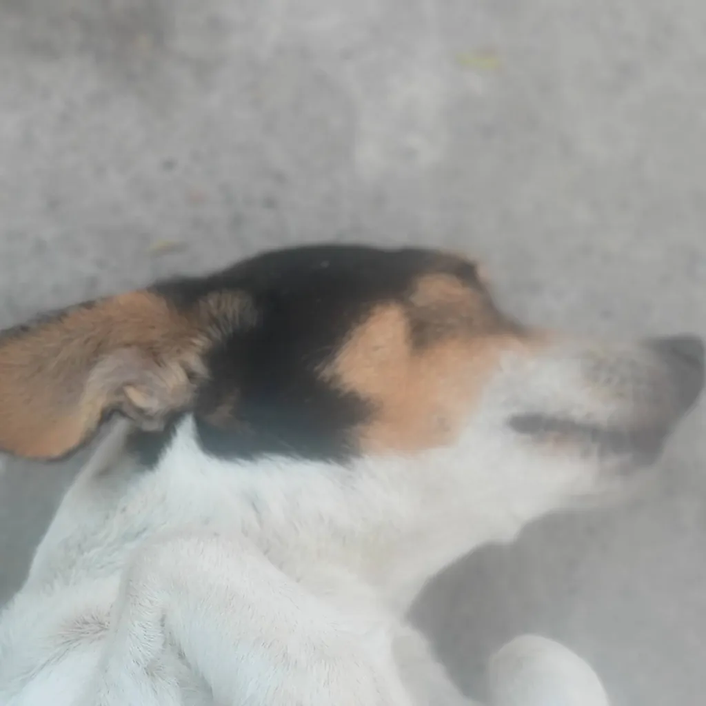 chat with ai character: Perro te obliga