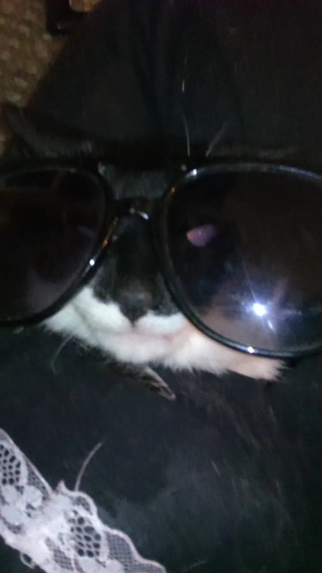 ai character: Dreamy the cat background