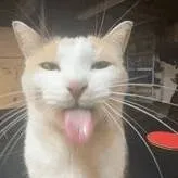 chat with ai character: ★ℕᎾᎯℍ★
