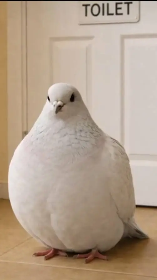 ai character: Pigeon pex background