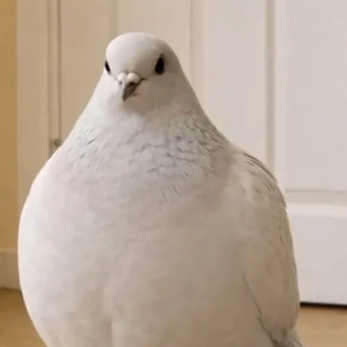 chat with ai character: Pigeon pex
