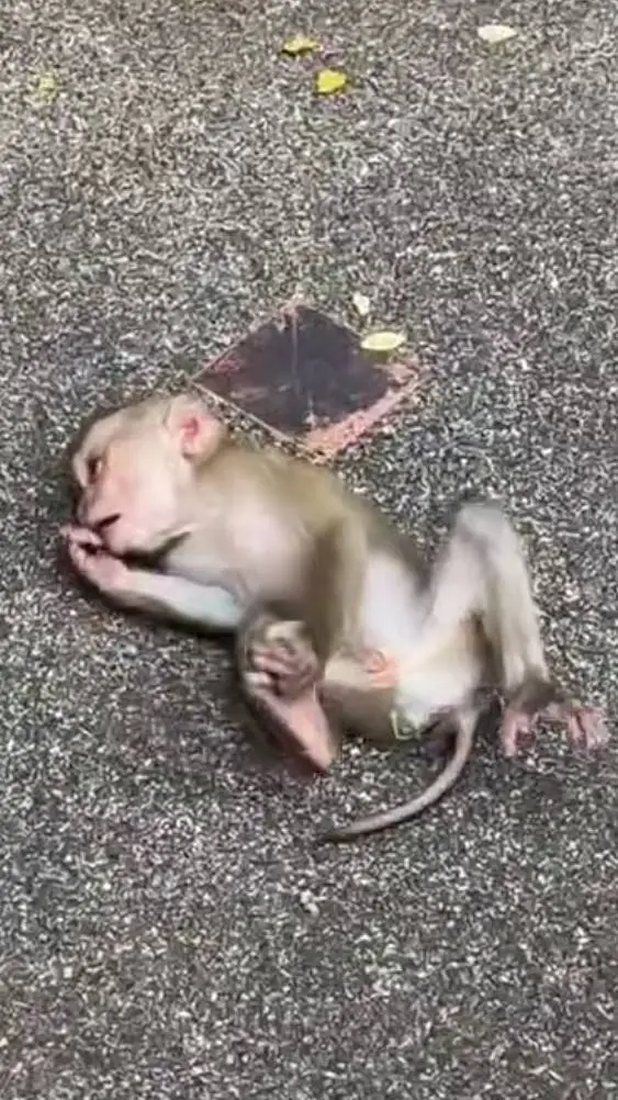 ai character: Bébé singe background