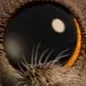 chat with ai character: Lucas, the spider