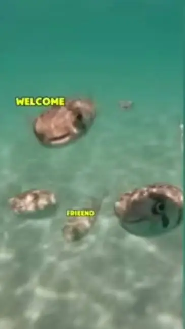 ai character: fish background