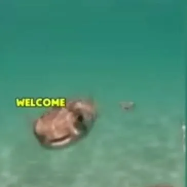 chat with ai character: fish