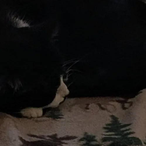 chat with ai character: my cat dailela