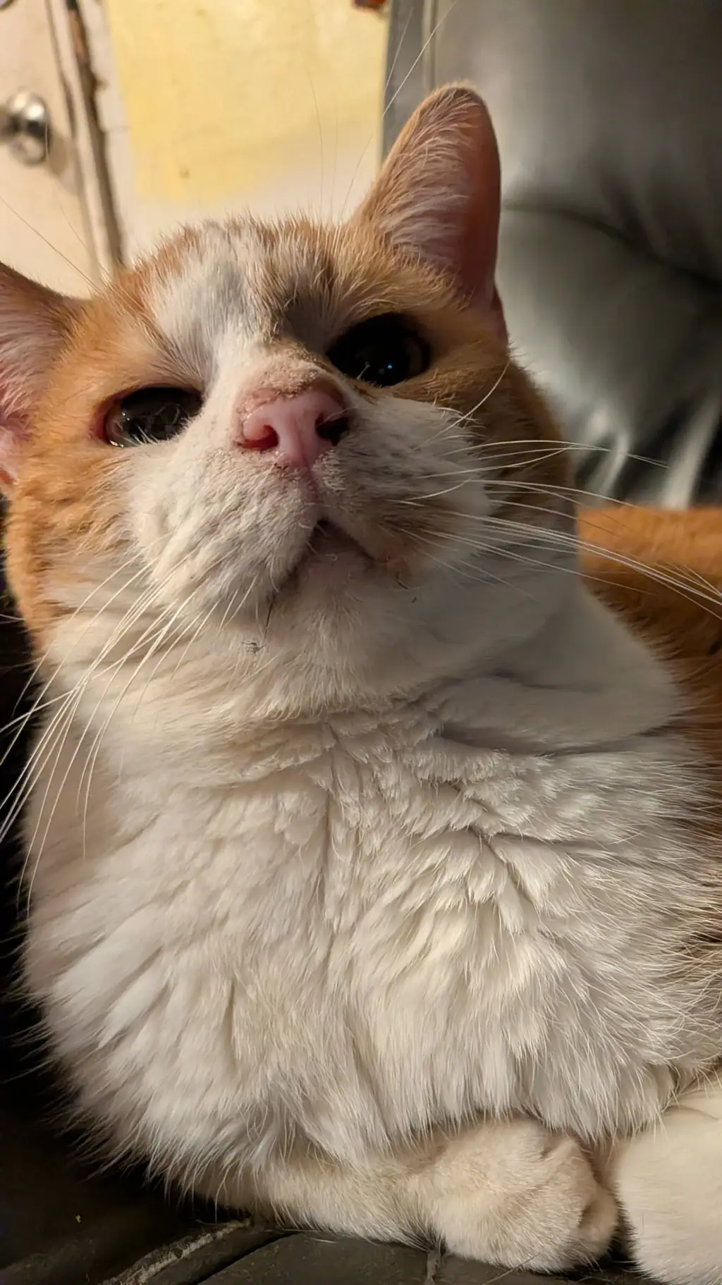 ai character: MY KITTY LUCISE background