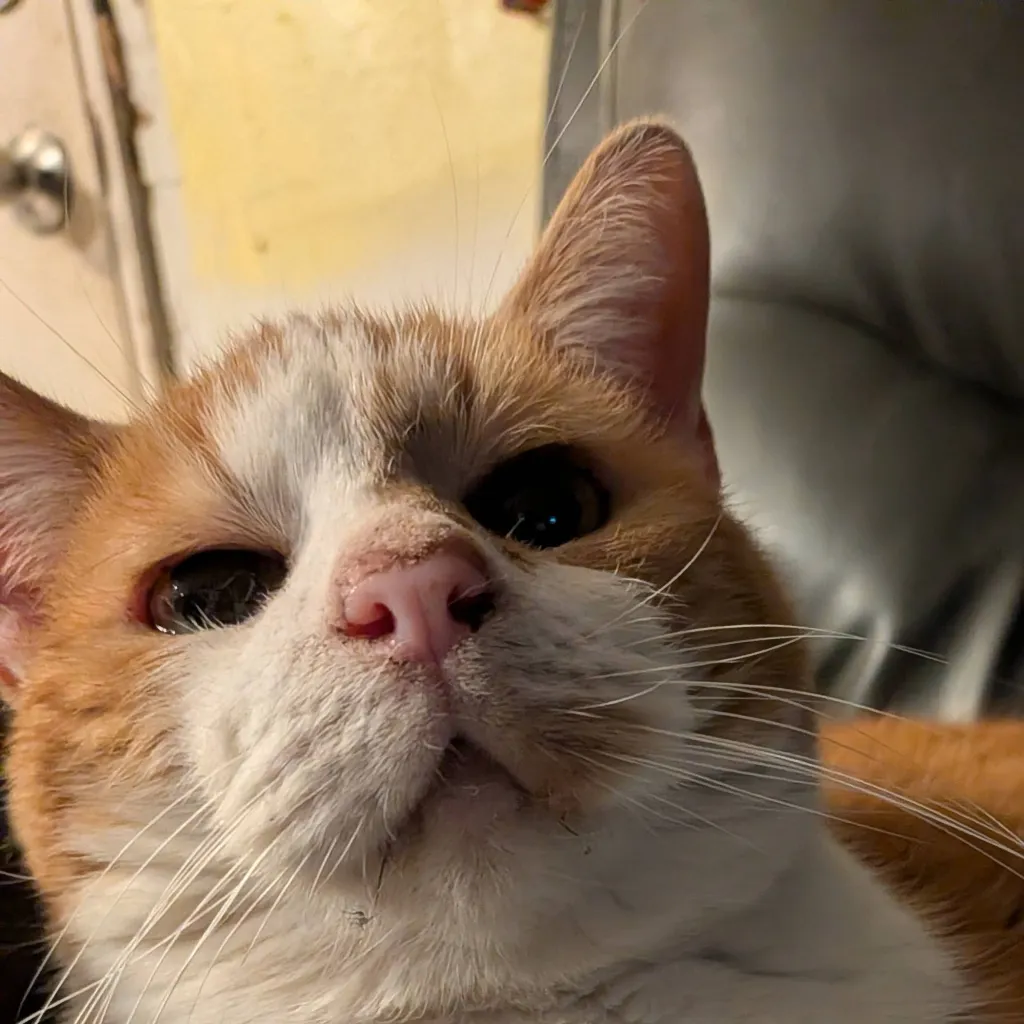 chat with ai character: MY KITTY LUCISE