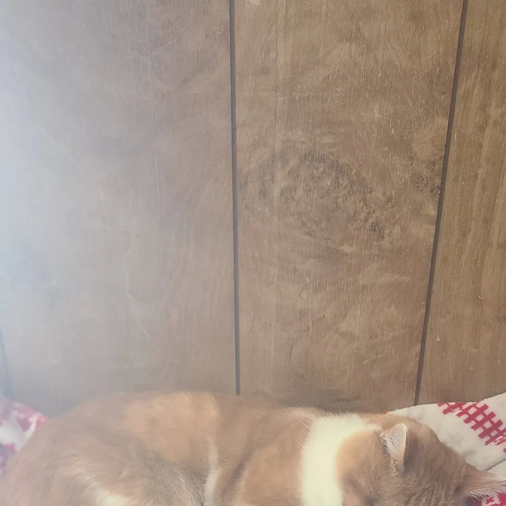 chat with ai character: Sprunki hates you