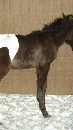 ai character: horse has diaper background
