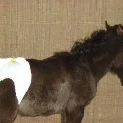 chat with ai character: horse has diaper