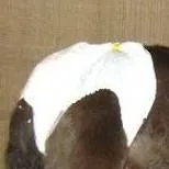 chat with ai character: horse in a diaper